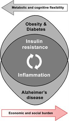 Inflammation and Insulin Resistance as Risk Factors and Potential Therapeutic Targets for Alzheimer’s Disease